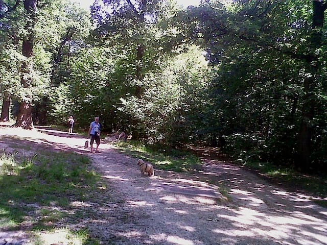 Forked trail in Etang near Paris "Forked trail in Etang near Paris"