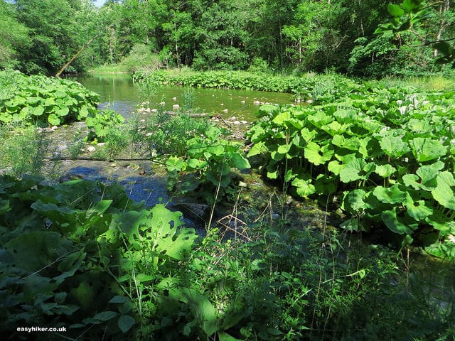 "Wutach river forking along the trail in the Black Forest"